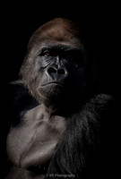 Gorilla Silverback