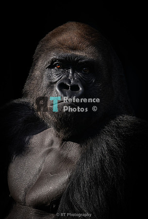 Gorilla Silverback