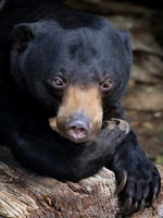 Sun bear