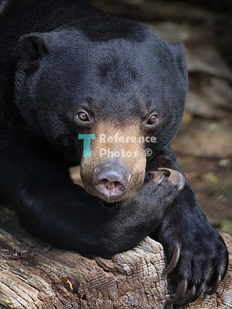 Sun bear