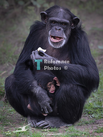 Chimpanzee mother and baby