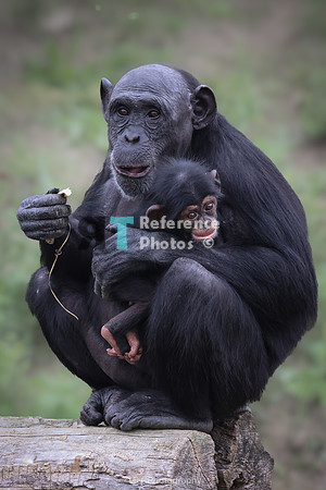Chimpanzee mother and baby
