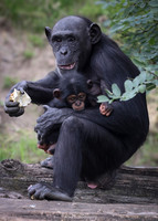 Chimpanzee mother and baby