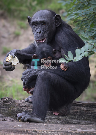 Chimpanzee mother and baby
