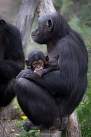 Chimpanzee mother and baby