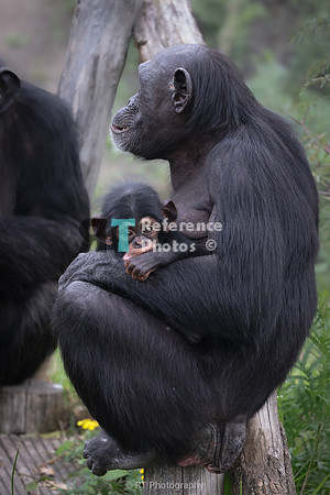 Chimpanzee mother and baby