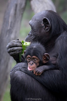 Chimpanzee mother and baby