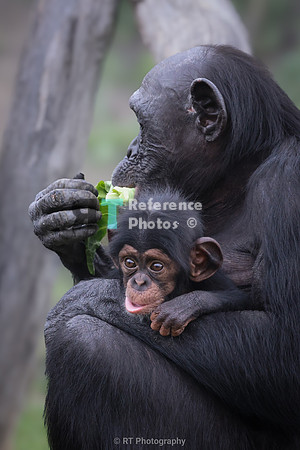 Chimpanzee mother and baby