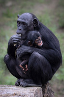 Chimpanzee mother and baby