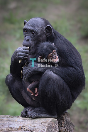 Chimpanzee mother and baby