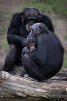 Mother and baby  chimpanzee