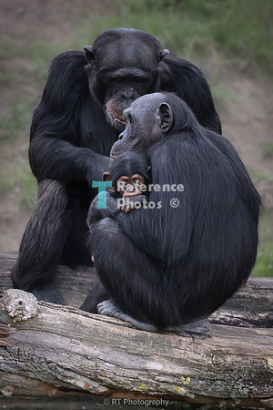 Mother and baby  chimpanzee