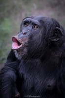 male chimpanzee