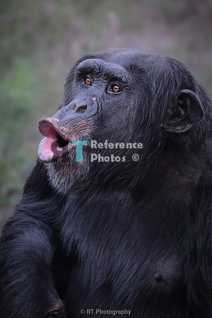 male chimpanzee