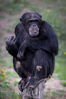 male chimpanzee