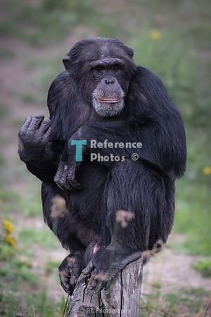 male chimpanzee