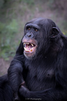 Male chimpanzee