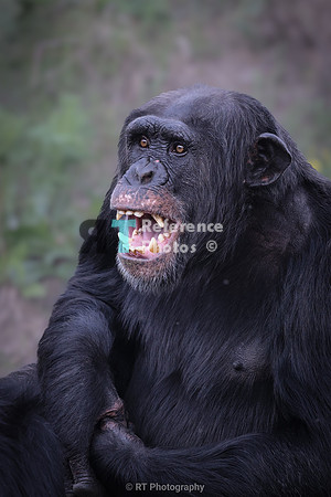 Male chimpanzee