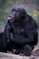 Male chimpanzee