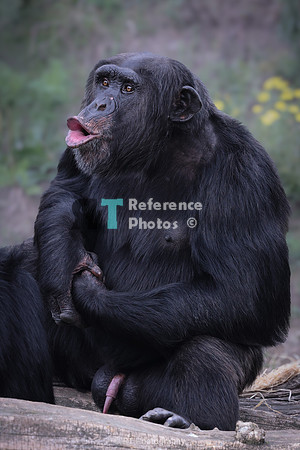 Male chimpanzee