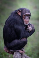 Young female chimpanzee