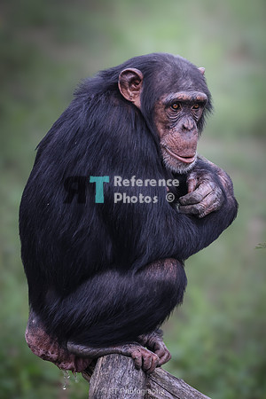 Young female chimpanzee