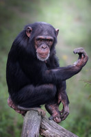 Young female chimpanzee
