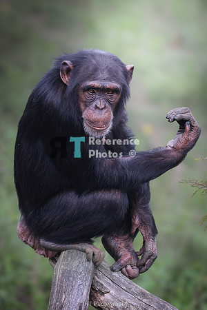 Young female chimpanzee