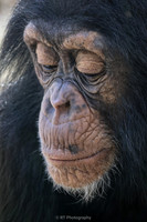Chimpanzee toddler