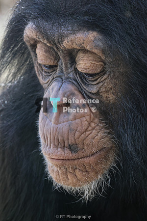 Chimpanzee toddler