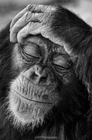 Chimpanzee toddler