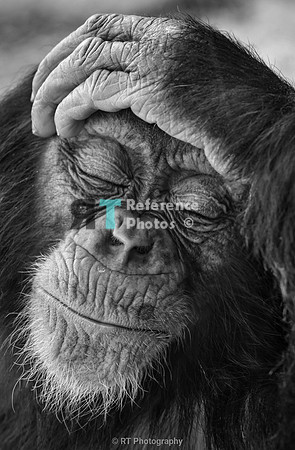 Chimpanzee toddler