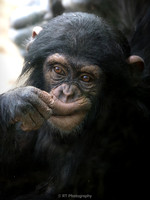 Chimpanzee toddler