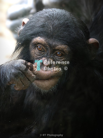 Chimpanzee toddler