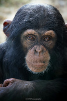 Chimpanzee toddler