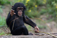 Chimpanzee toddler
