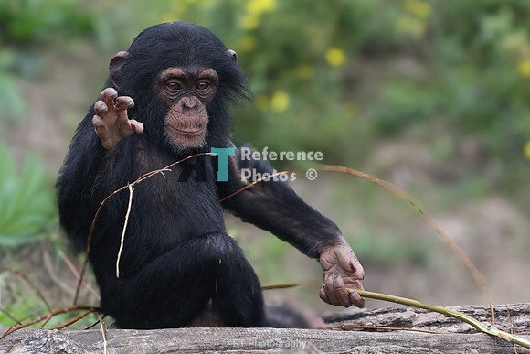 Chimpanzee toddler