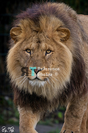 African lion