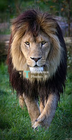 Lion on the prowl