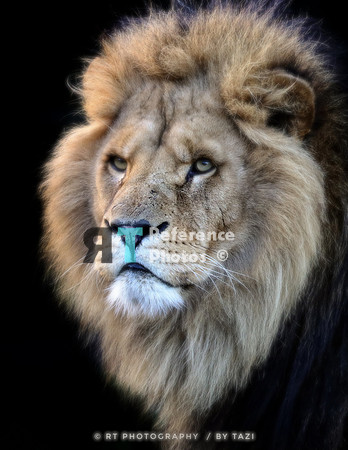 Young lion portrait (colour)