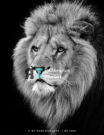 Young lion portrait (black & white)