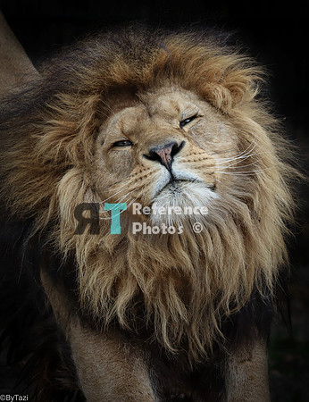 African lion stretching