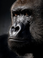 Silverback Gorilla