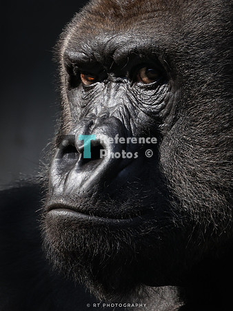 Silverback Gorilla