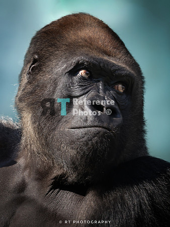 Silverback Gorilla