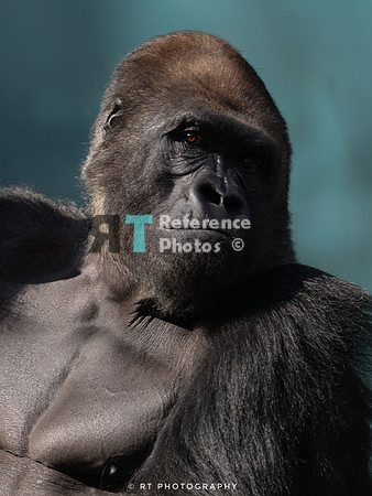 Silverback Gorilla