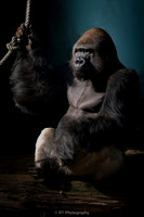 Silverback Gorilla