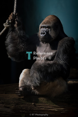 Silverback Gorilla