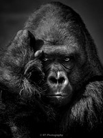 Silverback Gorilla