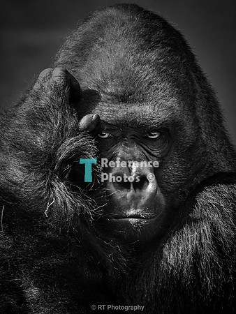 Silverback Gorilla